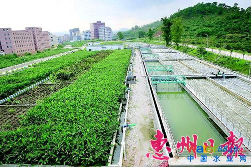 惠阳区一污水处理厂的污水经过处理后,再经水生植物净化。本报记者王建桥 摄