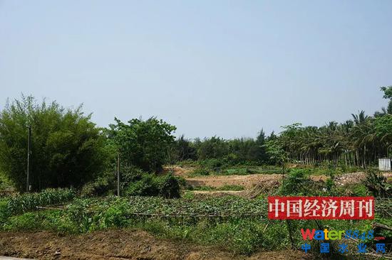村民所指出的荒地,在花卉大世界东部两三公里处。(《中国经济周刊》记者 贾国强 | 摄)