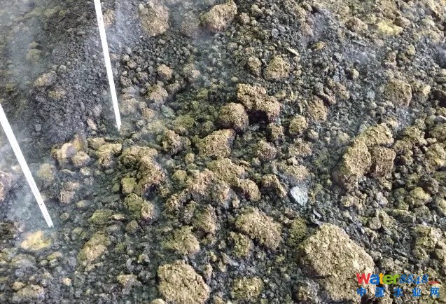 ​YM菌超高温好氧发酵技术，在农业和污泥处理领域均取得惊喜效果！