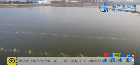 膜力十足的EHBR生物膜助力亚洲最大城中湖生态治理（4.14）1298.png